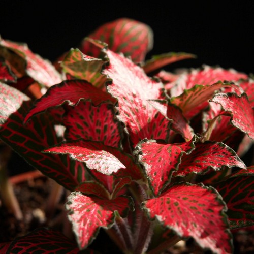 Fittonia forrest flame in pot